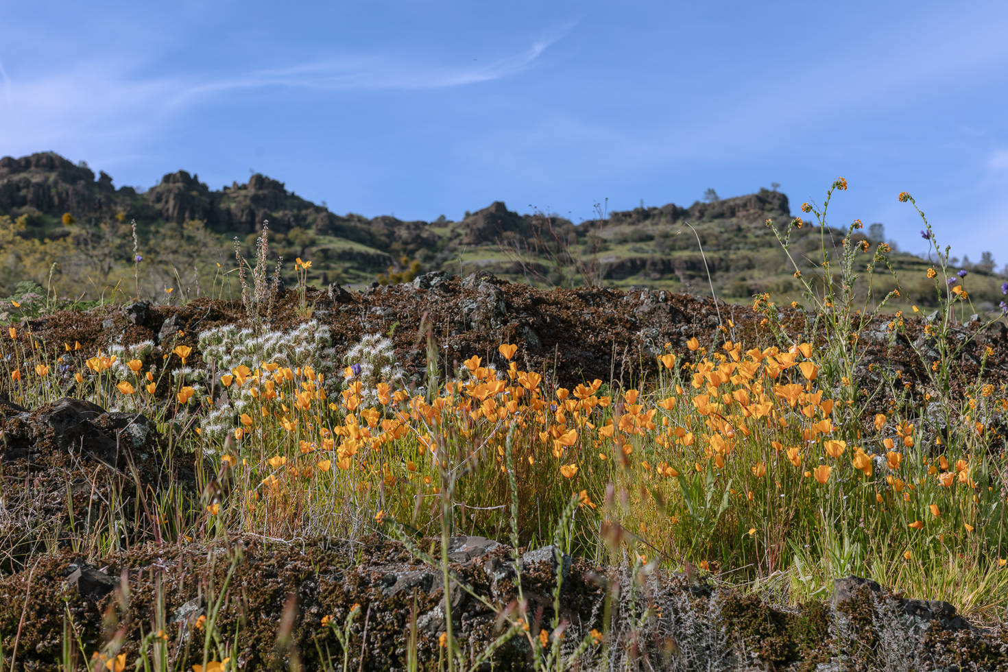 Orange colored poppies and bluffs in the background of Upper Bidwell Park.